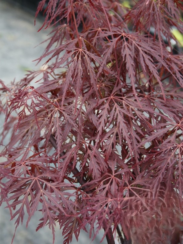 Firecracker Klon palmowy „Firecracker” - Acer palmatum Firecracker - Image 1