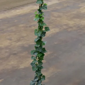 Bluszcz pospolity - Hedera Helix