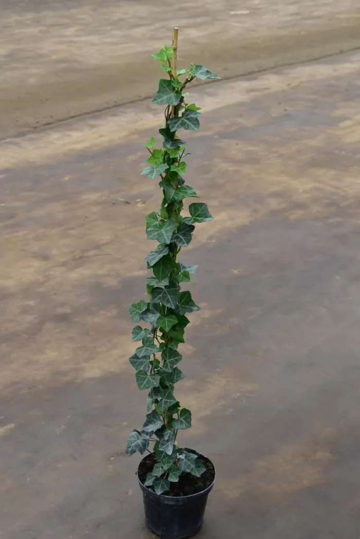 Bluszcz pospolity - Hedera Helix - obrazek 1