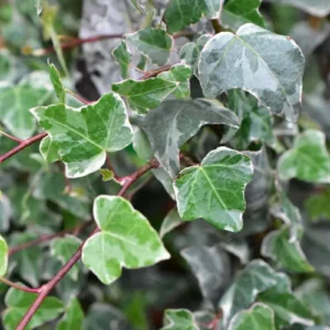 Bluszcz pospolity „Glacier” - Hedera helix Glacier