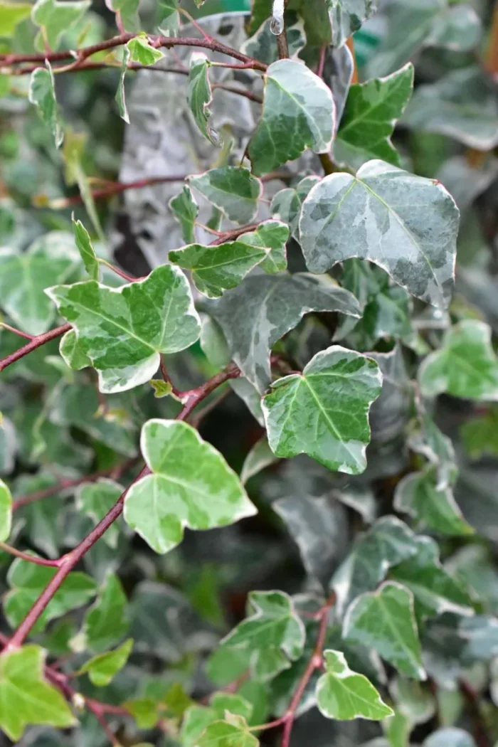 Hedera_helix_Glacier Bluszcz pospolity „Glacier” - Hedera helix Glacier - obrazek 1