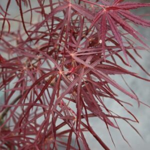 Klon palmowy „Hupp’s Red Willow” - Acer palmatum Hupp's Red Willow