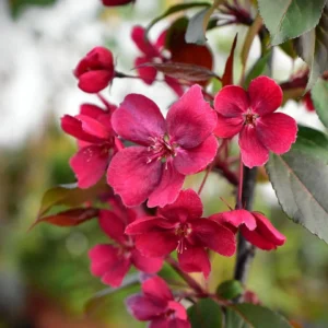 Jabłoń rajska „Royalty” - Malus Royalty