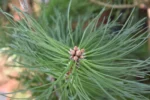Sosna czarna - Pinus nigra - obrazek 3