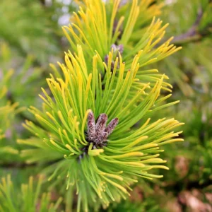Sosna kosodrzewina „Winter Gold” - Pinus mugo Winter Gold