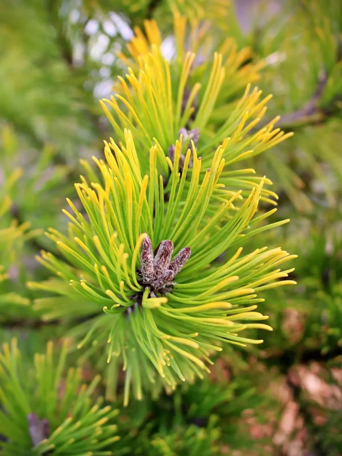 Sosna kosodrzewina „Winter Gold” - Pinus mugo Winter Gold - obrazek 1