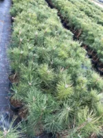 Sosna czarna - Pinus nigra - obrazek 2