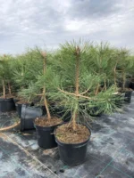Sosna czarna - Pinus nigra