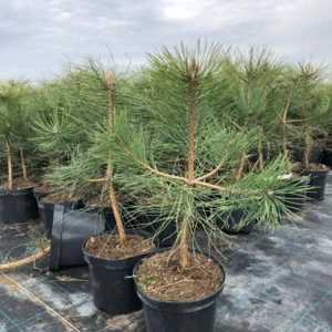Sosna czarna - Pinus nigra