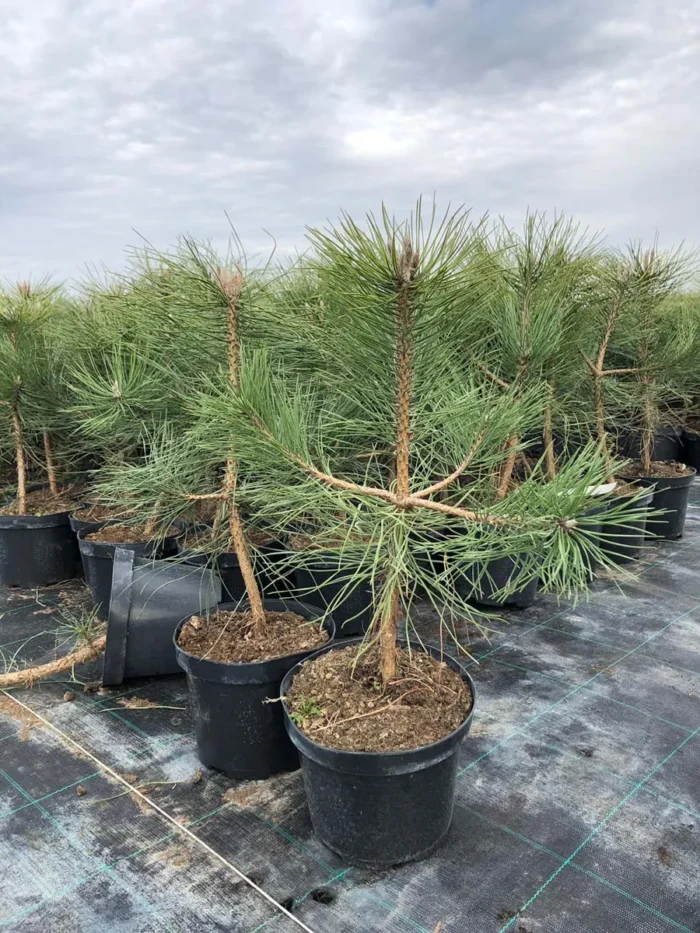 Sosna czarna - Pinus nigra - obrazek 1