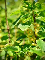 Porzeczka biała „Werdavia” - Ribes rubrum Werdavia