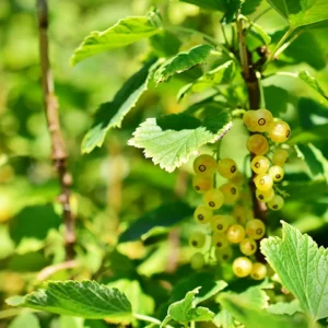 Porzeczka biała „Werdavia” - Ribes rubrum Werdavia