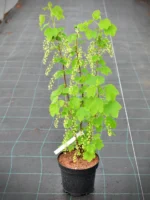 Porzeczka biała „Werdavia” - Ribes rubrum Werdavia - Image 2