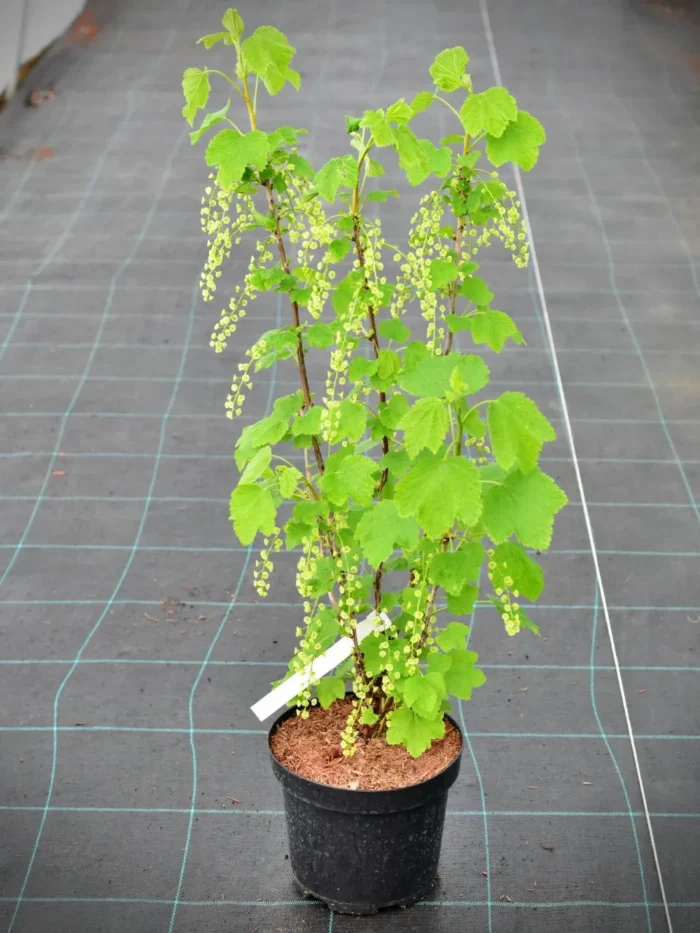 Porzeczka biała „Werdavia” - Ribes rubrum Werdavia - Image 2