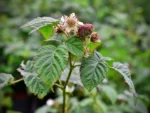 Malinojeżyna „Tayberry” - Rubus fruticosus idealus Tayberry - Image 2
