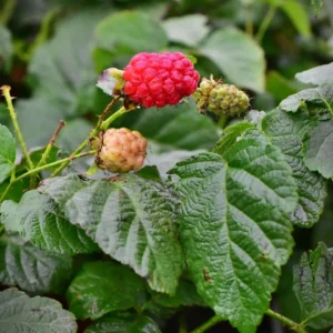 Malinojeżyna „Tayberry” - Rubus fruticosus idealus Tayberry