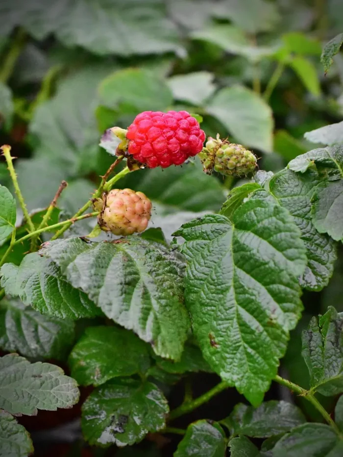 Rubus_Tayberry_4_B2B Malinojeżyna „Tayberry” - Rubus fruticosus idealus Tayberry - Image 1
