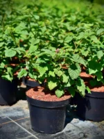 Malinojeżyna „Tayberry” - Rubus fruticosus idealus Tayberry - Image 3