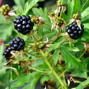 Jeżyna bezkolcowa „Thornless Evergreen” - Rubus fruticosus Thornless Evergreen