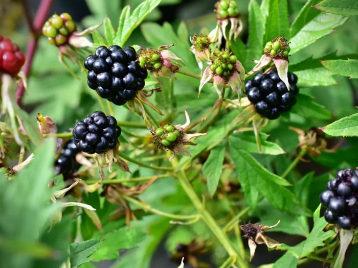 Rubus_fruticosus_Thornless_Evergreen_1_B2B Jeżyna bezkolcowa „Thornless Evergreen” - Rubus fruticosus Thornless Evergreen - Image 1