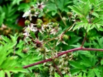 Jeżyna bezkolcowa „Thornless Evergreen” - Rubus fruticosus Thornless Evergreen - Image 2