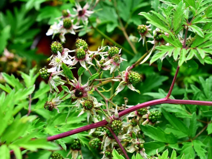 Jeżyna bezkolcowa „Thornless Evergreen” - Rubus fruticosus Thornless Evergreen - Image 2