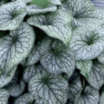 Brunnera Wielkolistna „Alexander’s Great” - Brunnera macrophylla Alexander's Great - Image 2