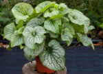 Brunnera Wielkolistna „Alexander’s Great” - Brunnera macrophylla Alexander's Great