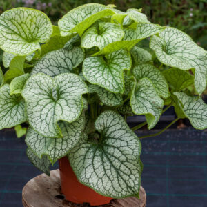 Brunnera Wielkolistna „Alexander’s Great” - Brunnera macrophylla Alexander's Great