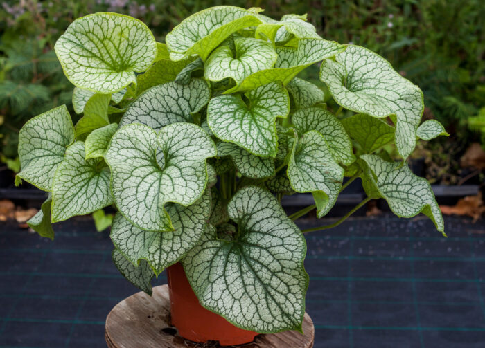 Brunnera Wielkolistna „Alexander’s Great” - Brunnera macrophylla Alexander's Great - Image 1
