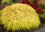 Hakonechloa smukła „All Gold” - Hakonechloa macra All Gold