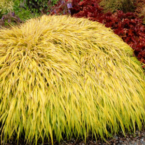 Hakonechloa smukła „All Gold” - Hakonechloa macra All Gold