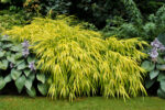 Hakonechloa smukła „All Gold” - Hakonechloa macra All Gold - Image 2
