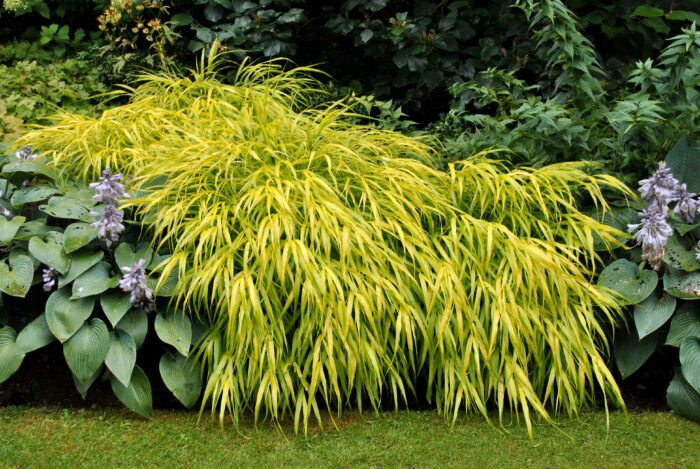 Hakonechloa smukła „All Gold” - Hakonechloa macra All Gold - Image 2