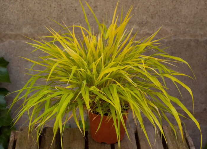 Hakonechloa smukła „All Gold” - Hakonechloa macra All Gold - Image 3