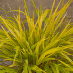 Hakonechloa smukła „All Gold” - Hakonechloa macra All Gold - Image 4