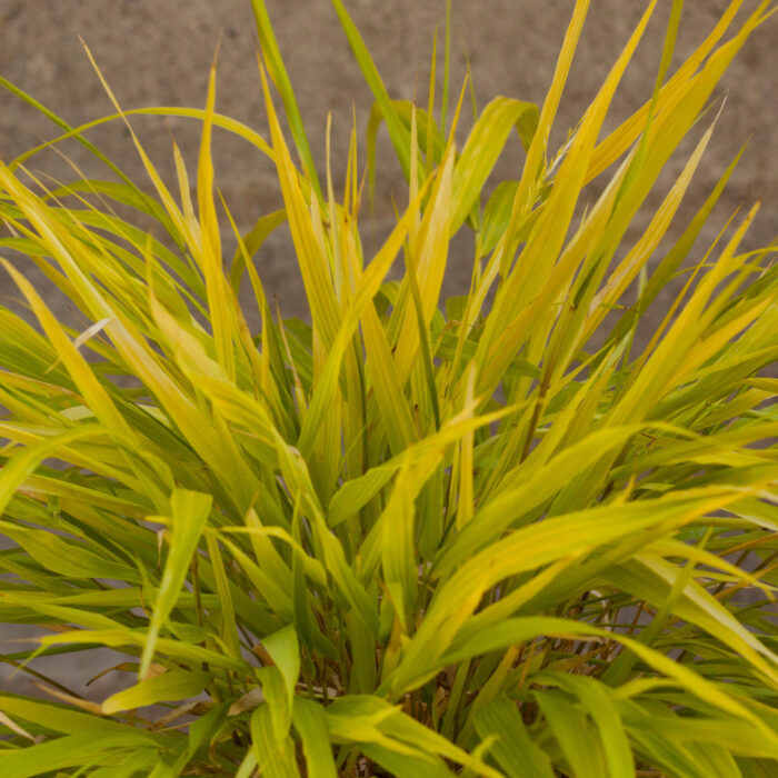 Hakonechloa smukła „All Gold” - Hakonechloa macra All Gold - Image 4