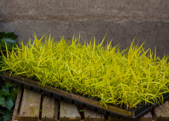 Hakonechloa smukła „All Gold” - Hakonechloa macra All Gold - Image 5
