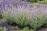 Kocimiętka groniasta „Amelia” - Nepeta racemosa "Amelia" - Image 4