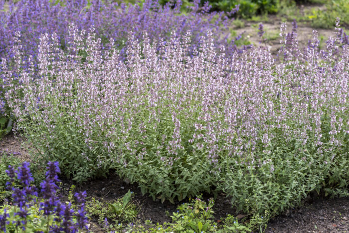 Kocimiętka groniasta „Amelia” - Nepeta racemosa "Amelia" - Image 4