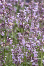 Kocimiętka groniasta „Amelia” - Nepeta racemosa "Amelia" - Image 3