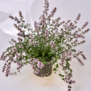 Kocimiętka groniasta „Amelia” - Nepeta racemosa "Amelia"