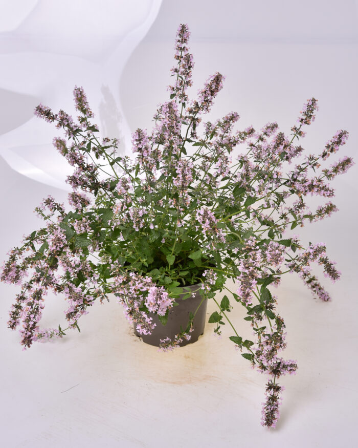 Kocimiętka groniasta „Amelia” - Nepeta racemosa "Amelia" - Image 1