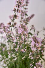 Kocimiętka groniasta „Amelia” - Nepeta racemosa "Amelia" - Image 2