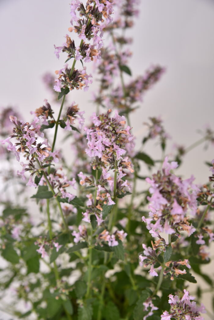Kocimiętka groniasta „Amelia” - Nepeta racemosa "Amelia" - Image 2