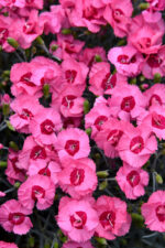 Goździk postrzępiony „Angel of Hope” - Dianthus plumarius Angel of Hope - obrazek 2