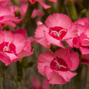 Goździk postrzępiony „Angel of Hope” - Dianthus plumarius Angel of Hope