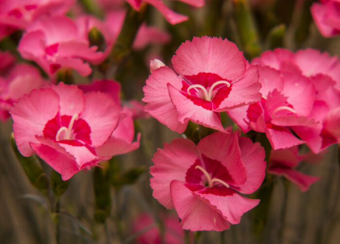 Goździk postrzępiony „Angel of Hope” - Dianthus plumarius Angel of Hope - obrazek 1