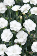 Goździk postrzępiony „Angel of Purity” - Dianthus plumarius Angel of Purity