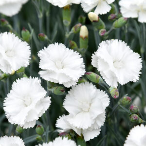 Goździk postrzępiony „Angel of Purity” - Dianthus plumarius Angel of Purity